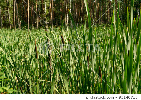 Typha, Bulrush or Reedmace 93140715