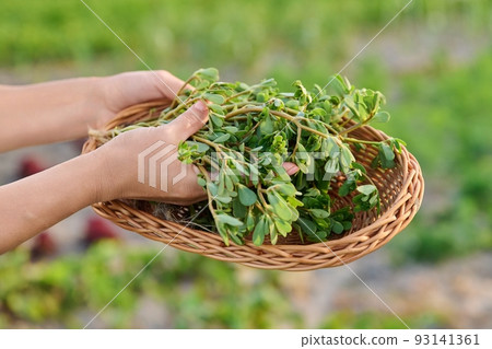 Plant purslane Portulaca oleracea in a wicker plate in the garden 93141361