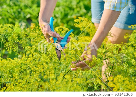 Woman in garden with pruner picking flowering fragrant dill plants. Woman in garden with pruner picking flowering fragrant dill plants. 93141366