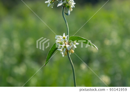 Vincetoxicum hirundinaria subsp. hirundinaria, white swallow-wort. Wild plant shot in summer Vincetoxicum hirundinaria subsp. hirundinaria, white swallow-wort. Wild plant shot in summer 93141959