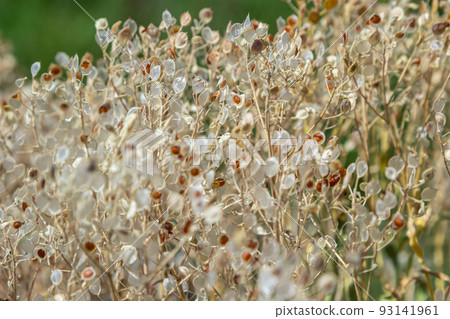 Close up texture of drying grain standing in a field, warm light, stems and leaves and seed heads mix together for a rough golden background of agriculture and farming 93141961