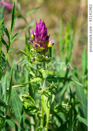 Melampyrum arvense, commonly known as field cow-wheat, is an herbaceous flowering plant of the genus Melampyrum in the family Orobanchaceae 93141962