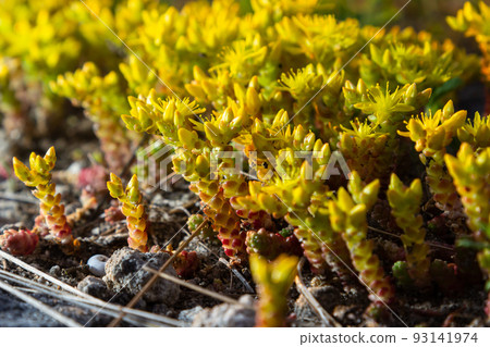 Sedum acre, commonly known as the goldmoss stonecrop, mossy stonecrop, goldmoss sedum, biting stonecrop and wallpepper, is a perennial flowering plant 93141974