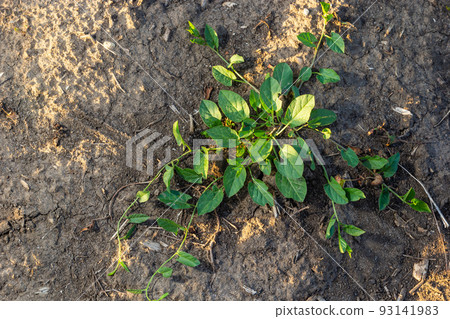 Convolvulus arvensis grows and blooms in the field Convolvulus arvensis grows and blooms in the field 93141983