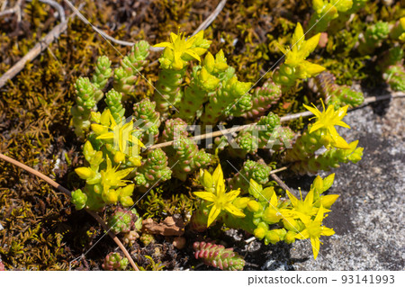 Sedum acre, Sedum album is the perennial herbaceous succulent plant with numerous rising stems covered with small thick leaves Sedum acre, Sedum album is the perennial herbaceous succulent plant with numerous rising stems covered with small thick leaves 93141993