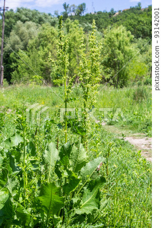 A bloom of bright green flower of sorrel closeup outdoors in nature in sunny June in summer season. Rumex confertus A bloom of bright green flower of sorrel closeup outdoors in nature in sunny June in summer season. Rumex confertus 93142001