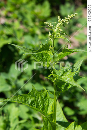 Blitum bonus-henricus, Chenopodium bonus-henricus, Good-king-Henry, Chenopodiaceae. Wild plant shot in summer Blitum bonus-henricus, Chenopodium bonus-henricus, Good-king-Henry, Chenopodiaceae. Wild plant shot in summer 93142002