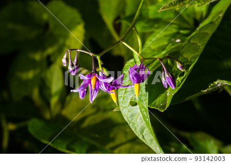 Bittersweet nightshade, Solanum dulcamara, flowers and buds with leaves close up Bittersweet nightshade, Solanum dulcamara, flowers and buds with leaves close up 93142003