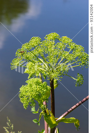Medicinal, essential oil, honey, food plant - angelica archangelica grows in the wild Medicinal, essential oil, honey, food plant - angelica archangelica grows in the wild 93142004