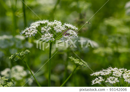 Close-up of a white flower of the species Aegopodium podagraria, commonly called ground elder, herb gerard, bishop's weed, goutweed, gout wort. Focus on foreground, flower meadow blurred background Close-up of a white flower of the species Aegopodium podagraria, commonly called ground elder, herb gerard, bishop's weed, goutweed, gout wort. Focus on foreground, flower meadow blurred background 93142006