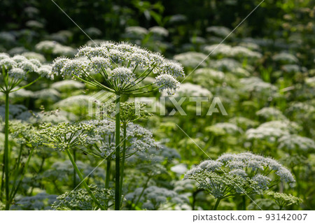 A view of a white-flowered meadow of Aegopodium podagraria L. from the apiales family, commonly referred to as earthen elder, grassland, bishop, weed, cowberry, gout and snow in the mountains 93142007