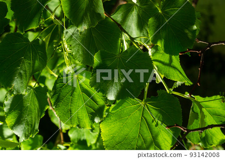 Close up view of linden tree before blooming on a summer's day 93142008