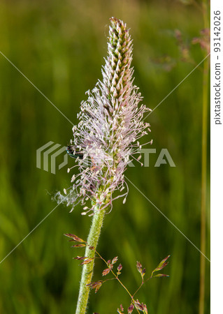 Plantago lanceolata is a species of flowering plant in the plantain family Plantaginaceae. It is known by the common names ribwort plantain and narrowleaf plantain 93142026