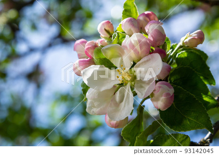 Fresh beautiful flowers of the apple tree blooming in the spring 93142045