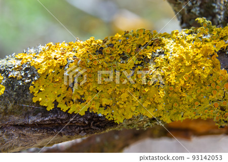 Plenty of small golden colored maritime sunburst lichen, xanthoria parietina, with green moss and some small rocks. Closeup macro image from a walking bridge in Espoo, Finland. Springtime 93142053