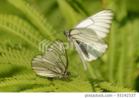 一隻白蝴蝶為交配跳舞 93142537