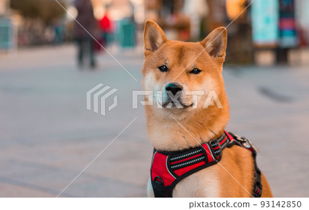 Shiba Inu Dog Portrait On The Street 93142850