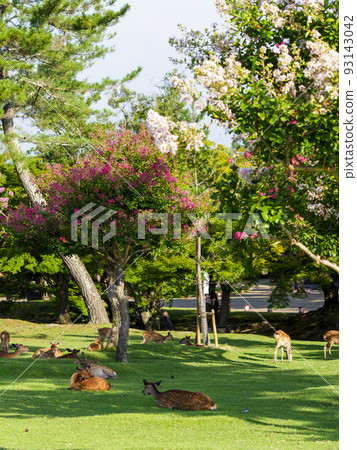 Nara Park with crape myrtle flowers and a herd of deer Nara Park with crape myrtle flowers and a herd of deer 93143042