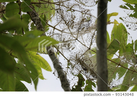 Outbreak of large numbers of larvae Outbreak of large numbers of larvae 93143048