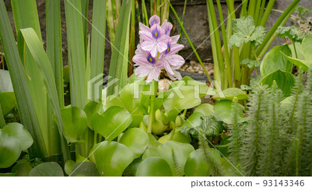 Blooming flower Water Hyacinth. Beautiful Eichhornia opening up in pond is surrounded by leaves. Growing blossom Hyacinth in lake. Blooming flower Water Hyacinth. Beautiful Eichhornia opening up in pond is surrounded by leaves. Growing blossom Hyacinth in lake. 93143346