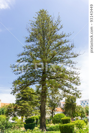 Large beautiful larch tree in a city park 93143449
