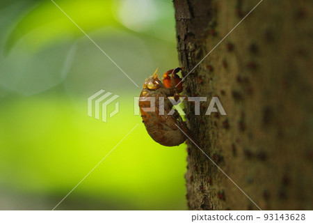 A cicada's shell that remains on a tree trunk 93143628