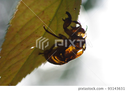Oil cicada husks still clinging to leaves Oil cicada husks still clinging to leaves 93143631
