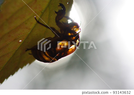The eyes of a cicada's cast-off shell, still clinging to a leaf, shine through The eyes of a cicada's cast-off shell, still clinging to a leaf, shine through 93143632