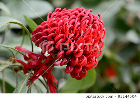 telopea specchiosissima 93144504