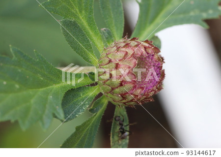 Lilia clams flower 93144617
