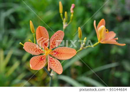 夏花百合百合 (Hiougi, Hiougi, Nissen) 93144684