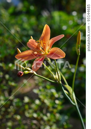 夏花百合百合 (Hiougi, Hiougi, Nissen) 93144685