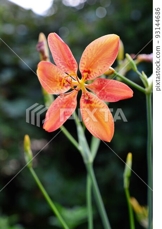 夏花百合百合 (Hiougi, Hiougi, Nissen) 93144686