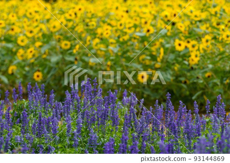 sunflowers and purple flowers 93144869