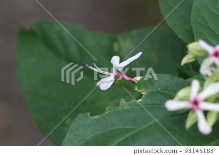 Kusaki flower Kusaki flower 93145183
