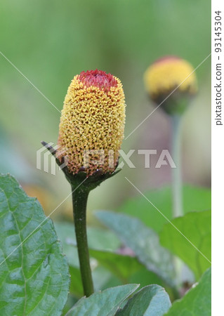 flower of dutch flower of dutch 93145304