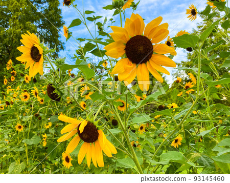 Midsummer landscape image with sunflowers 93145460
