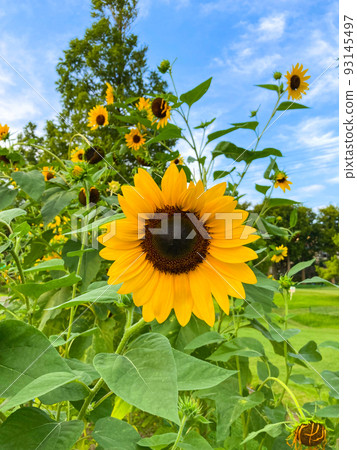 與向日葵的仲夏風景圖像 與向日葵的仲夏風景圖像 93145497