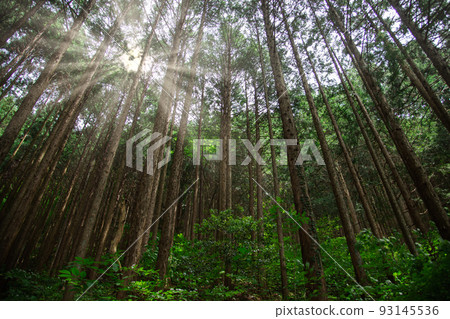 Light of the forest 93145536