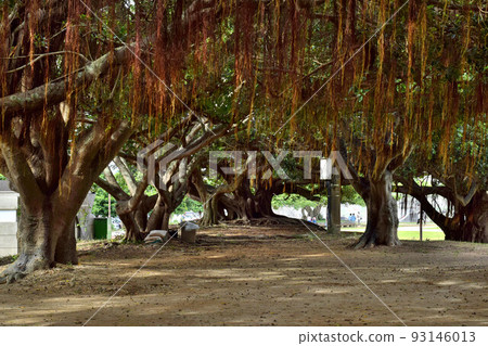新都心公園的榕樹 新都心公園的榕樹 93146013