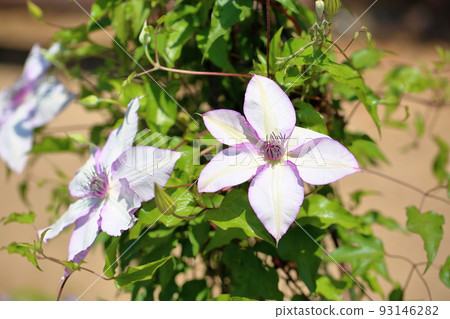 鐵線蓮花 鐵線蓮花 93146282