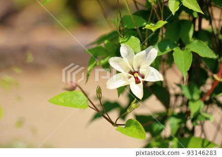 鐵線蓮花 鐵線蓮花 93146283