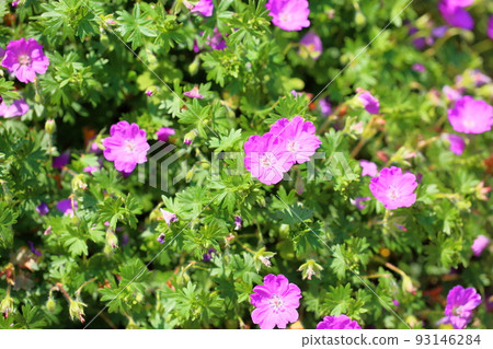 Geranium flowers 93146284