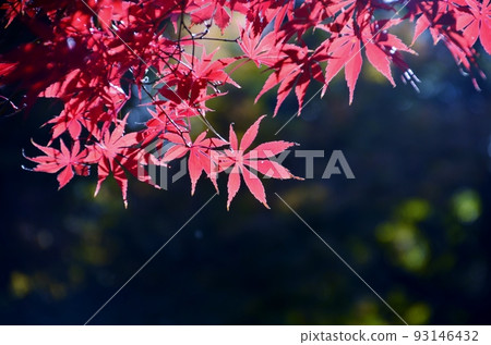 Beautifully colored autumn leaves under the clear autumn sky Beautifully colored autumn leaves under the clear autumn sky 93146432