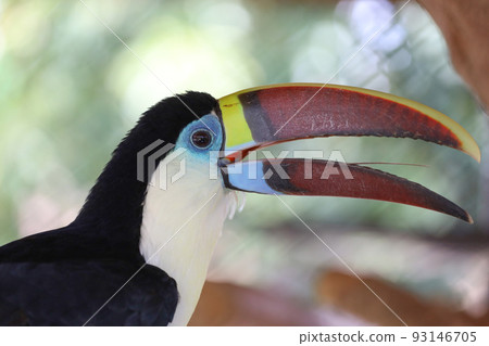 The toco toucan bird on the wood The toco toucan bird on the wood 93146705