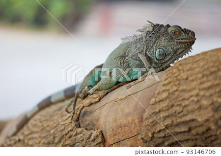 close up Iguana on dry wood 93146706