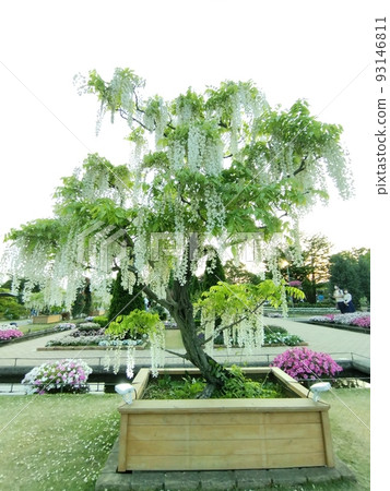 Wisteria trellis 93146811