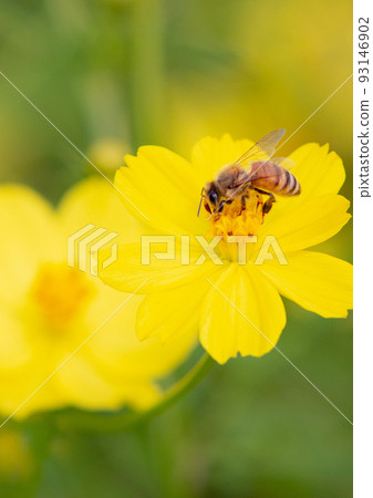 Honey bees harvesting nectar from yellow cosmos blooming in autumn 93146902