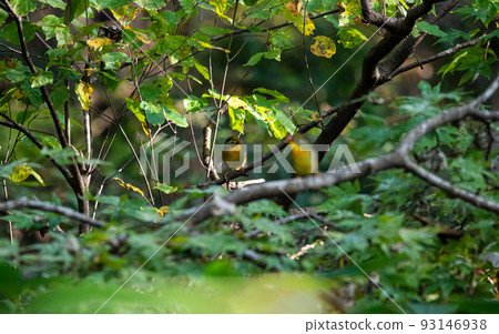 EOS5D.Hiroshima Shobara, hidden plant. 93146938