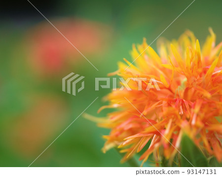 "Safflower" blooming in July "Safflower" blooming in July 93147131